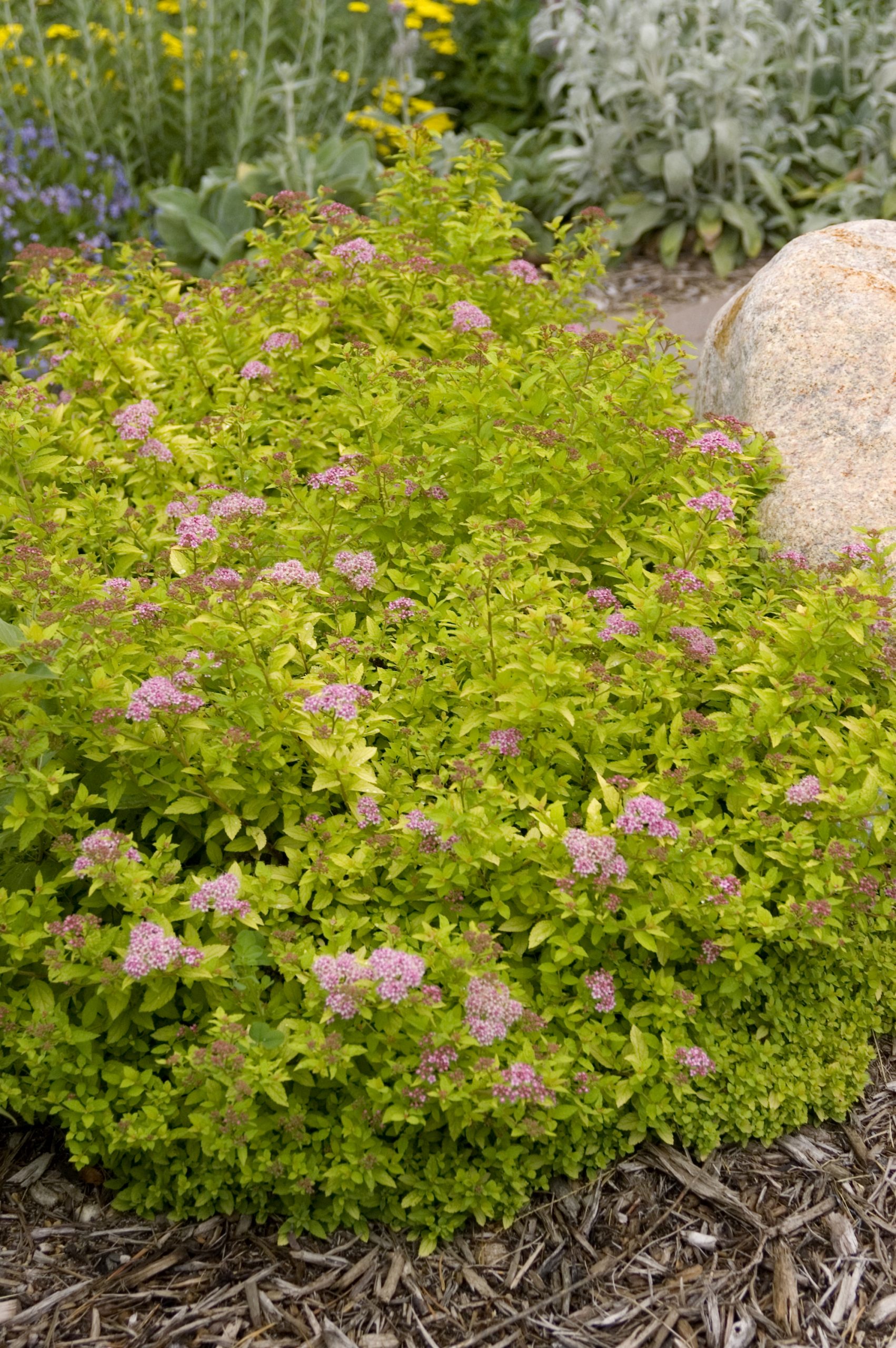 Spiraea, First Editions® Sundrop – A+ Garden Center | Duluth, Minnesota