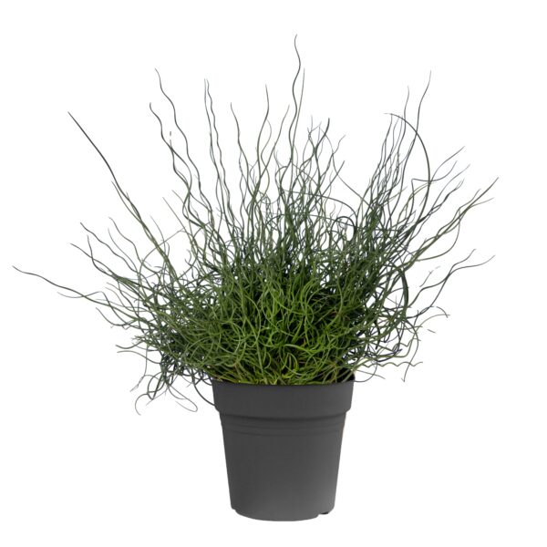 Grass, Spiralis
