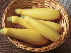 Squash, Yellow Straightneck