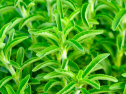 Stevia