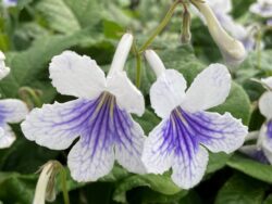 Streptocarpus, Lady Blue/White 6" orange pot