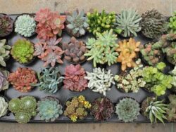 Succulents, Assorted