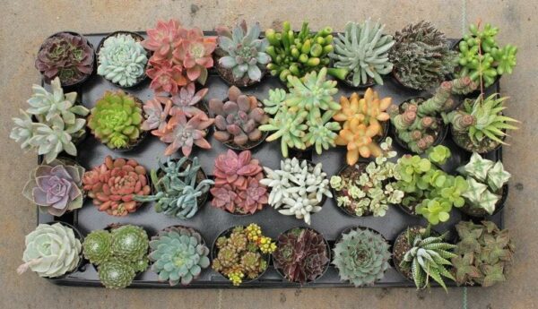 Succulents, Assorted