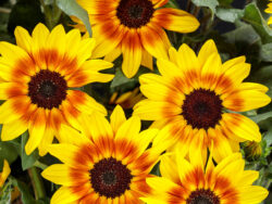 Sunflower, Suncredible