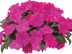 SunPatiens