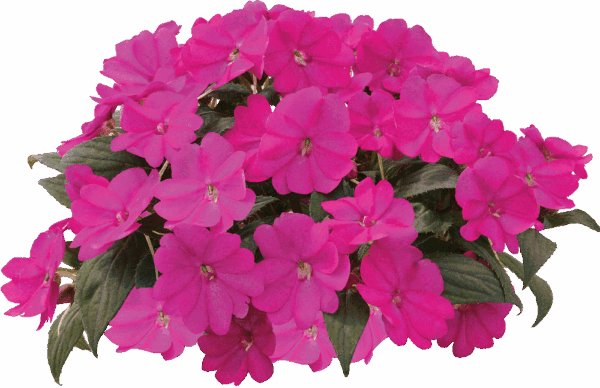 SunPatiens