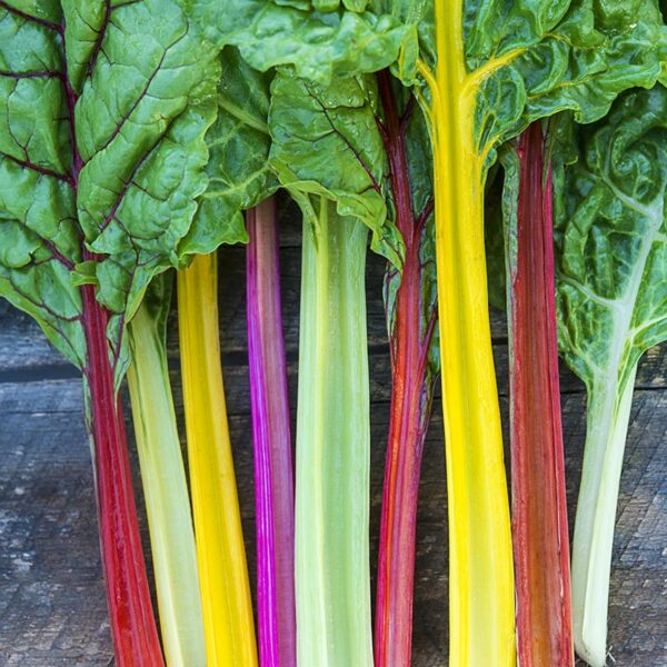 Swiss Chard, Bright Lights