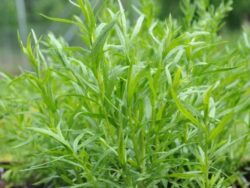 Tarragon, Russian