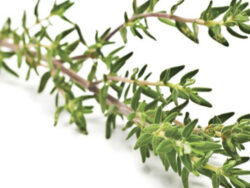 Thyme, French