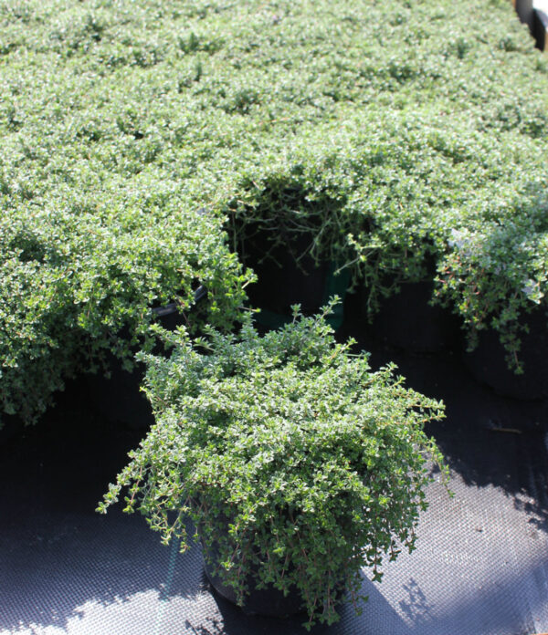 Thyme, Magic Carpet
