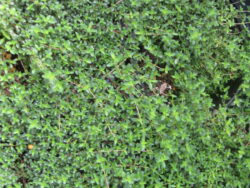 Thyme, Mother of Thyme