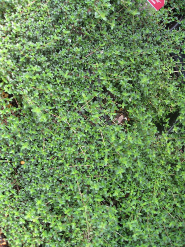 Thyme, Mother of Thyme