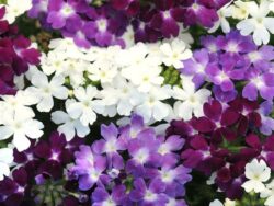 Verbena, Assorted