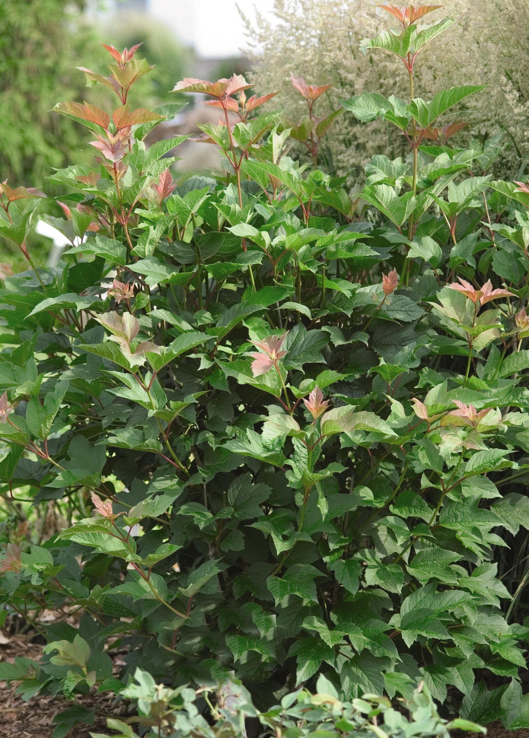 Cranberry Bush, Redwing® A+ Garden Center Duluth