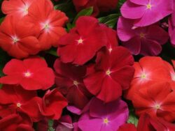 Vinca, Mix Bold