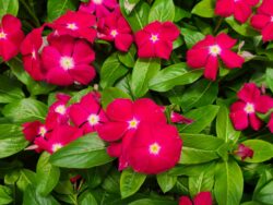 Vinca, Cranberry