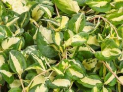 Vinca Vine, Assorted