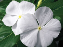 Vinca, Pure White