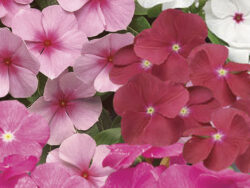 Vinca, Mix Radient Rose