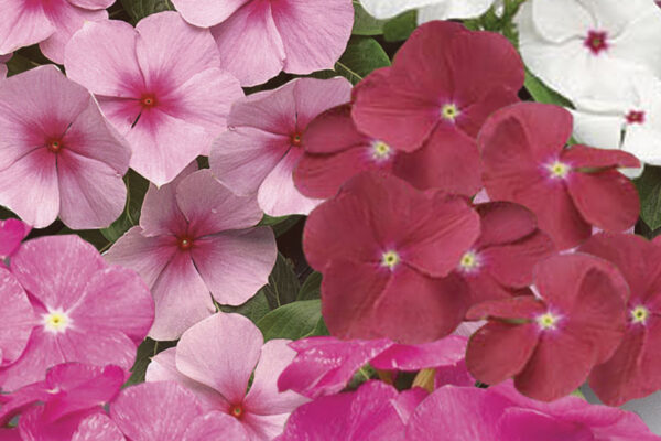 Vinca, Assorted