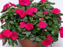 Vinca, Rose/Punch