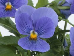 Viola, Blue