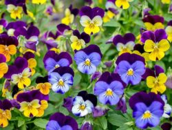 Viola, Mix
