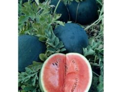 Watermelon, Sugar Baby