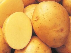 Potato, Yukon Gold