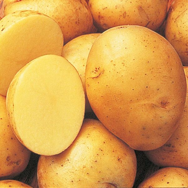 Potato, Yukon Gold