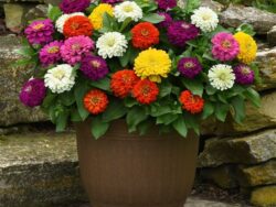 Zinnia