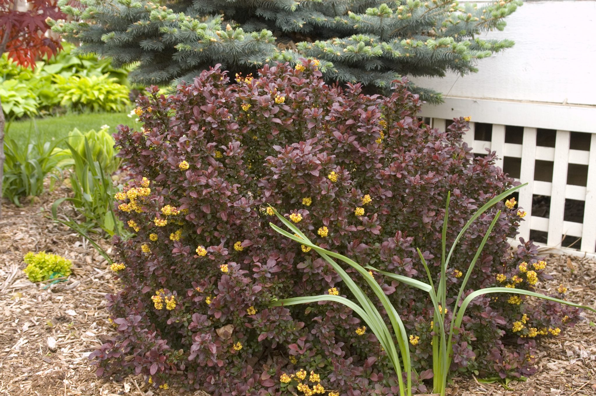 Japanese Barberry, Concorde A+ Garden Center Duluth, Minnesota