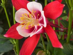 Columbine, Swan Red and White
