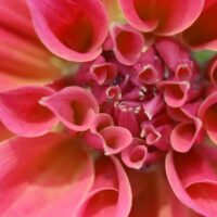 dahlia