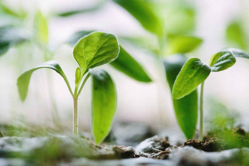 FIVE TIPS TO GET YOUR GARDEN READY FOR SUMMER