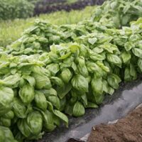 genovese basil