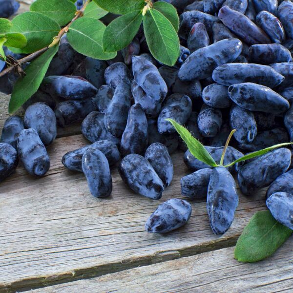 Honeyberry, Tundra