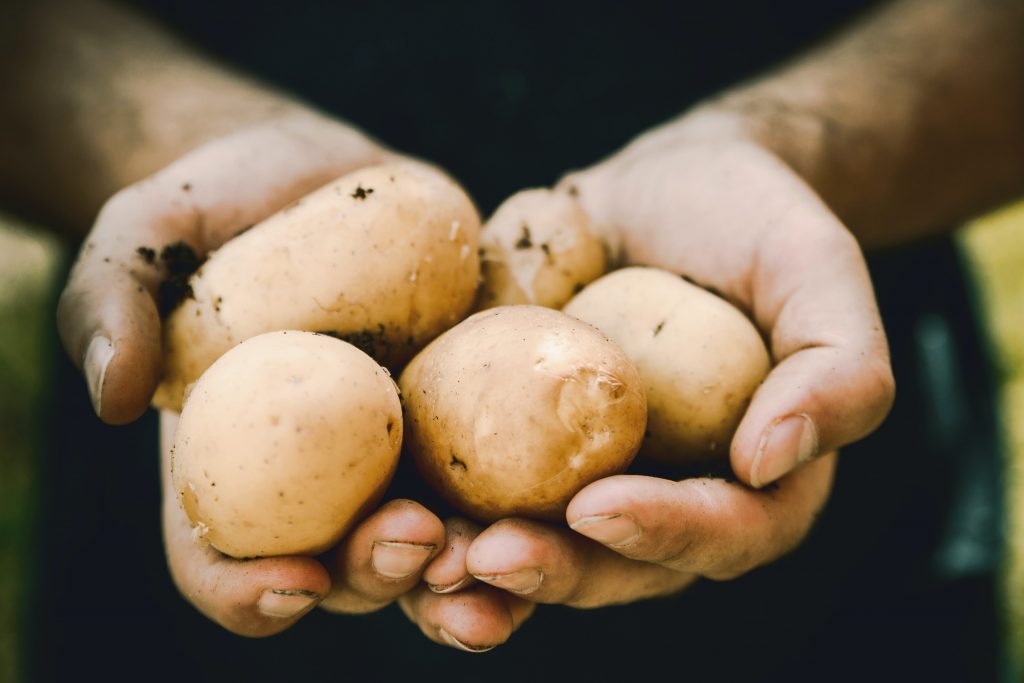 HOW TO PLANT A POTATO SEED