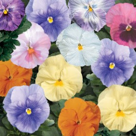 4 &6 Pack Potted Annuals