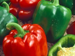 Pepper, Sweet California Wonder