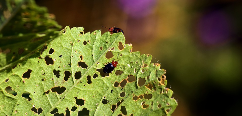 EVERYTHING YOU NEED TO KNOW ABOUT PESTS
