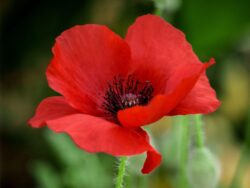 Oriental Poppy, Crimson Red