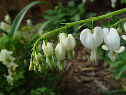 Bleeding Heart, Old Fashioned White