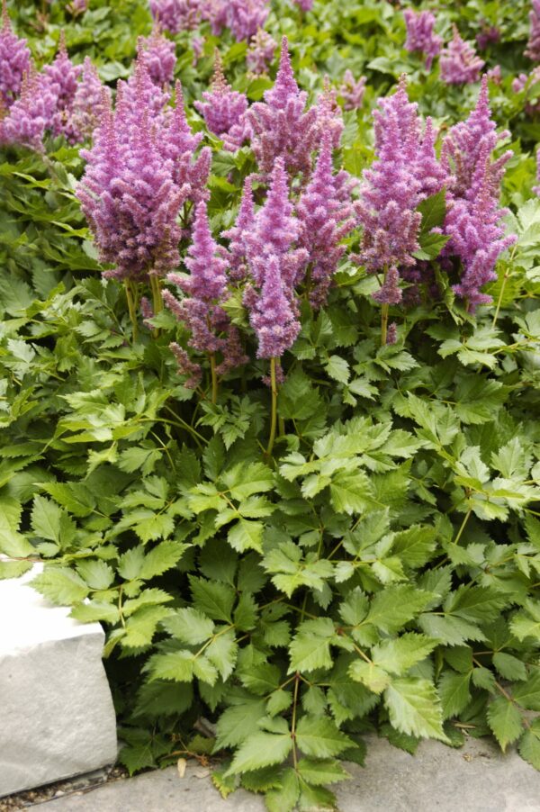 Astilbe, Visions