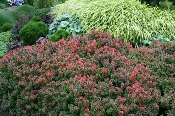 Barberry, Admiration