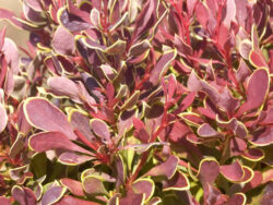 Barberry, Golden Ruby®