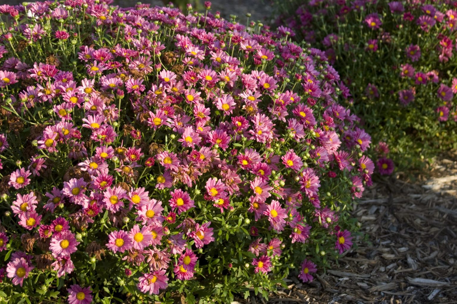 Mum, Mammoth Lavender Daisy A+ Garden Center Duluth, Minnesota