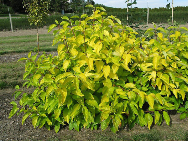 Dogwood, First Editions® Neon Burst