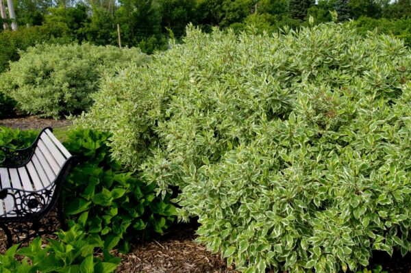 Dogwood, Ivory Halo®