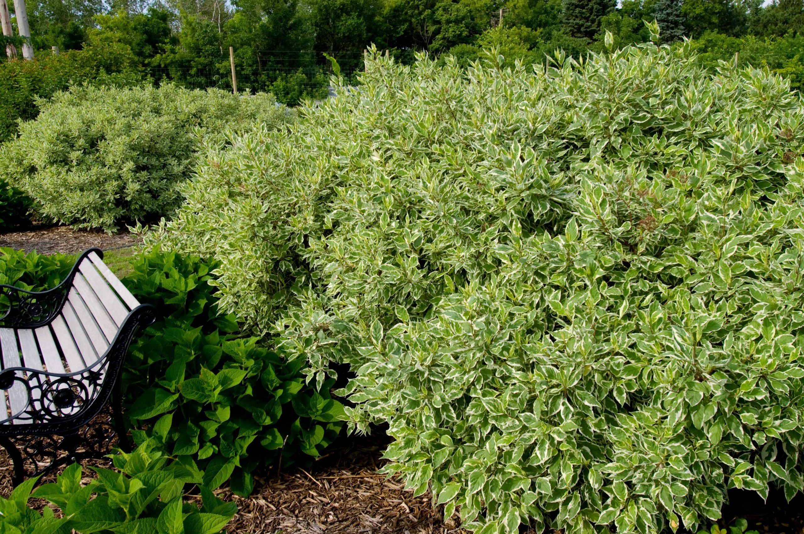 Дерен белый айвори Хало Cornus Alba Ivory Halo